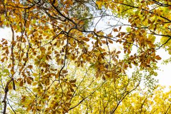 oak tree branch with autumn leaves in forest of Timiryazevsky Park in sunny october day