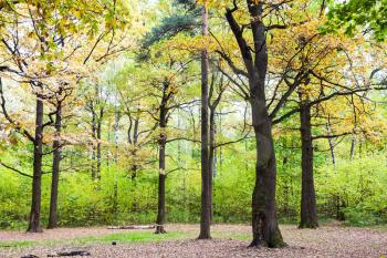 oak grove in forest of Timiryazevsky Park in sunny october day