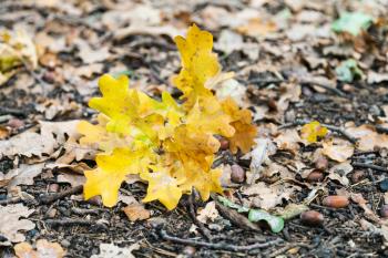 fallen yellow oak leaves in leaf litter in forest of Timiryazevsky Park in october day