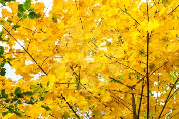 lush yellow foliage of maple tree in forest of Timiryazevsky Park in sunny october day