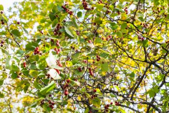 twigs of hawthorn tree with ripe berries in forest of Timiryazevsky Park in sunny october day