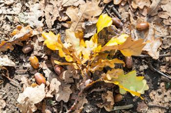 top view of fallen oak leaves and acorns in leaf litter in forest of Timiryazevsky Park in sunny october day