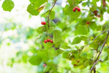 red hawthorn fruits on green tree in forest of Timiryazevsky Park in sunny october day