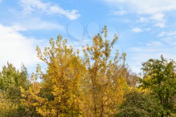 blue sky with white clouds over yellow trees in city park