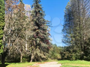 travel to Caucasian Mineral Waters region - spruce trees in Kislovodsk National Park in Kislovodsk resort town