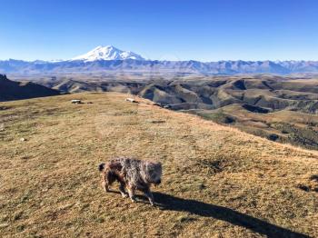 travel to North Caucasus region region - view of Mount Elbrus and little dog on Bermamyt mountain Plateau at morning