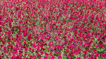 natural background - many red flower on field in sunny autumn day in Kislovodsk is spa city