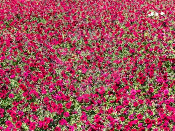 natural background - many red flower on flowerbed in sunny autumn day in Kislovodsk is spa city