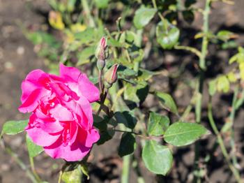 travel to Caucasian Mineral Waters region - rose flower with resobuds in garden of Kislovodsk National Park in Kislovodsk resort town