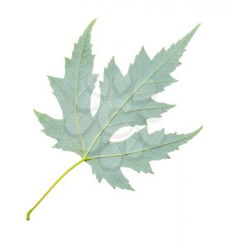 back side of green leaf of Silver Maple tree (Acer Saccharinum) isolated on white background