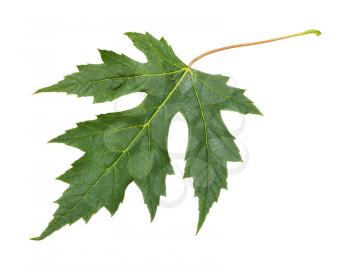 fresh leaf of Silver Maple tree (Acer Saccharinum) isolated on white background