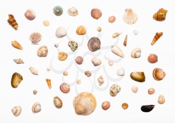 collage from natural dried sea shells on white paper