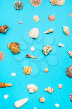 top view of many natural dried sea shells on turquoise blue colour pastel paper