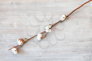 top view of natural dried branch of cotton plant on gray wooden board