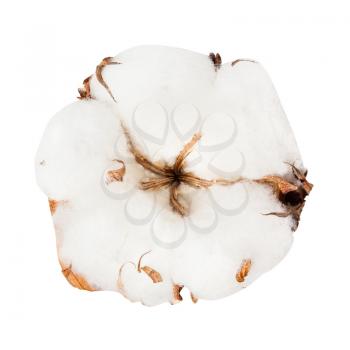 dried ripe boll of cotton plant isolated on white background