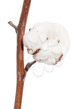dried ripe boll of cotton plant on twig isolated on white background