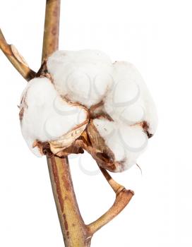 dried ripe boll of cotton plant with cottonwool on twig isolated on white background