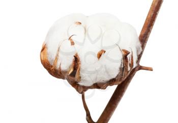 dried ripe boll of cotton plant with cottonwool on branch isolated on white background