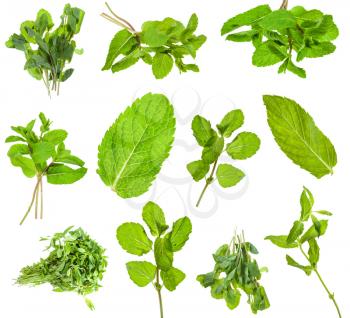 set from fresh green mint herbs isolated on white background
