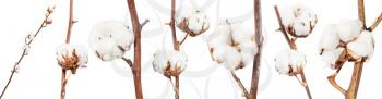 collection of dried twigs of cotton plant with cottonwool isolated on white background