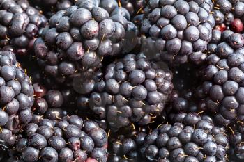 natural food background - many ripe fresh blackberries close up