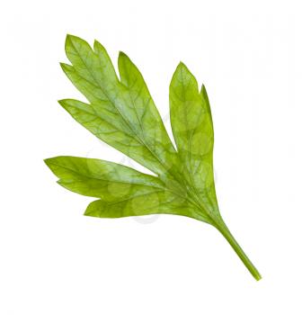 back side of fresh green leaf of parsley herb isolated on white background