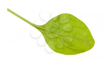 fresh green leaf of baby spinach isolated on white background