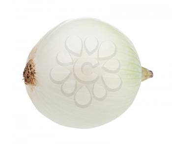 bulb of ripe white onion isolated on white background