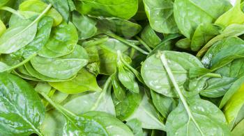 natural food panoramic background - wet green leaves of spinach herb close up