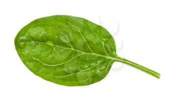 green leaf of young spinach isolated on white background