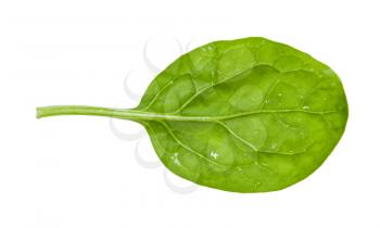 back side of green leaf of young spinach isolated on white background