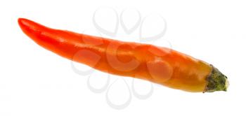single little fresh orange ripe chili pepper isolated on white background