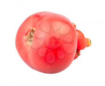 natural pink tomato with sprouts isolated on white background