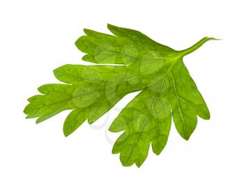 green leaf of fresh parsley herb isolated on white background