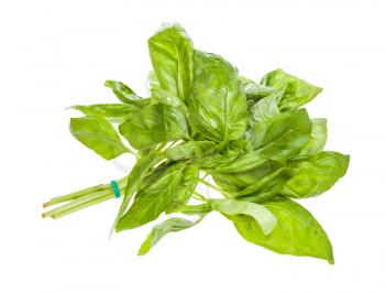 wet bunch of fresh green basil herb isolated on white background