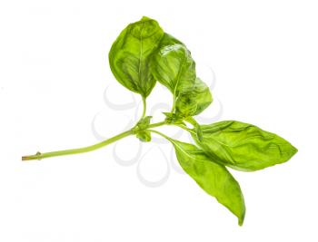 wet twig of fresh green basil herb isolated on white background