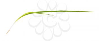 scallion (green onion) isolated on white background