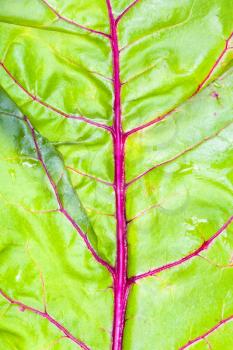 natural vertical background - wet fresh leaf of garden beet close-up