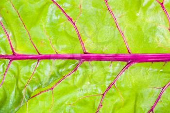 natural background - wet natural leaf of garden beet close-up