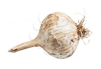 side view of unpeeled bulb of chinese Solo garlic isolated on white background