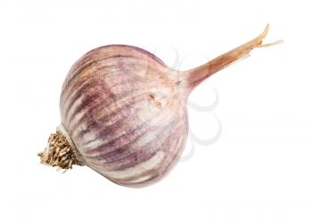 side view of ripe bulb of chinese Solo garlic isolated on white background