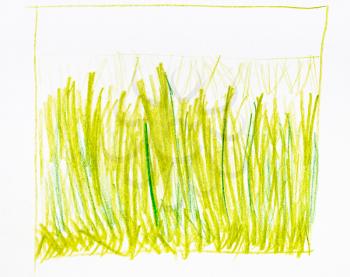 training sketch of sun-bleached grass hand-drawn by green and yellow pencils on white paper