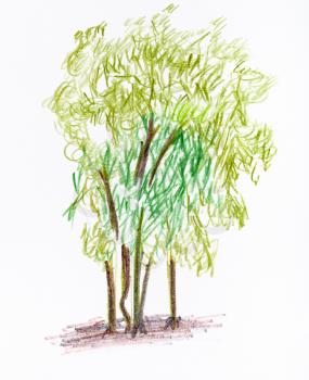 sketch of several trees in summer hand-drawn by color pencils on white paper
