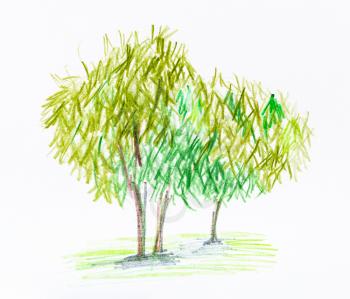 sketch of group of trees in summer hand-drawn by color pencils on white paper