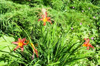 lily flowers on flower bed in green ornamental garden on backyard on sunny summer day