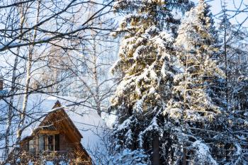 snow-covered spruce tree and wooden cottage in village on cold sunny winter day