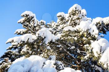 bottom view of snow-covered green branches of pine tree and blue sky on background on cold sunny winter day