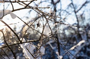 frozen twigs of tree closeup illuminated by setting sun in cold winter evening