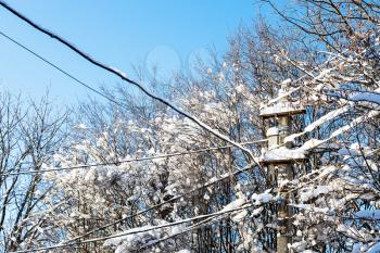 snowbound branches of trees and concrete pole of power line in village on sunny winter day