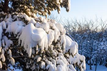 snow-covered branches of pine tree lit by setting sun at backyard of country house on cold winter evening